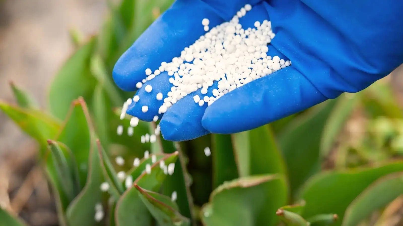 Proper Fertilizer Application