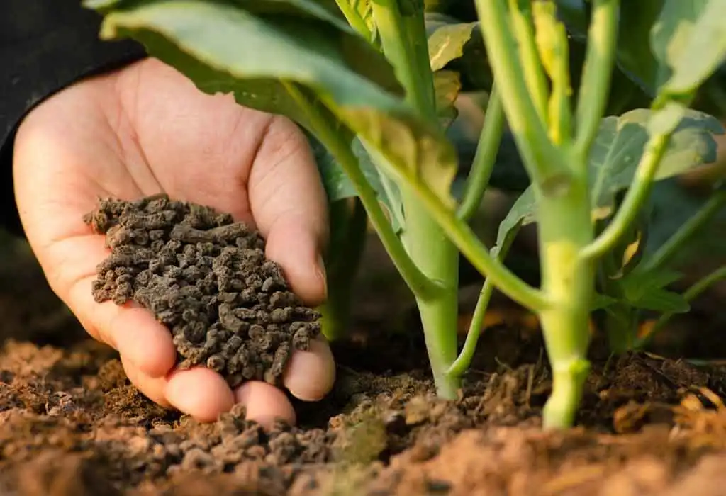 Organic Vermicompost for Soil